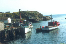 626: Red Island. The "Kittiwake" at the government wharf, with Maurice Barry's longliner in the harbor. (1994) [courtesy of Pius Mulrooney]